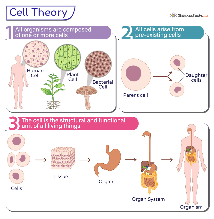 <ol><li><p>all living organisms are composed of cells</p></li><li><p>Cells are the basic unit of structure and function of </p></li><li><p>New cells are produced from pre-existing cells</p></li></ol><p></p>