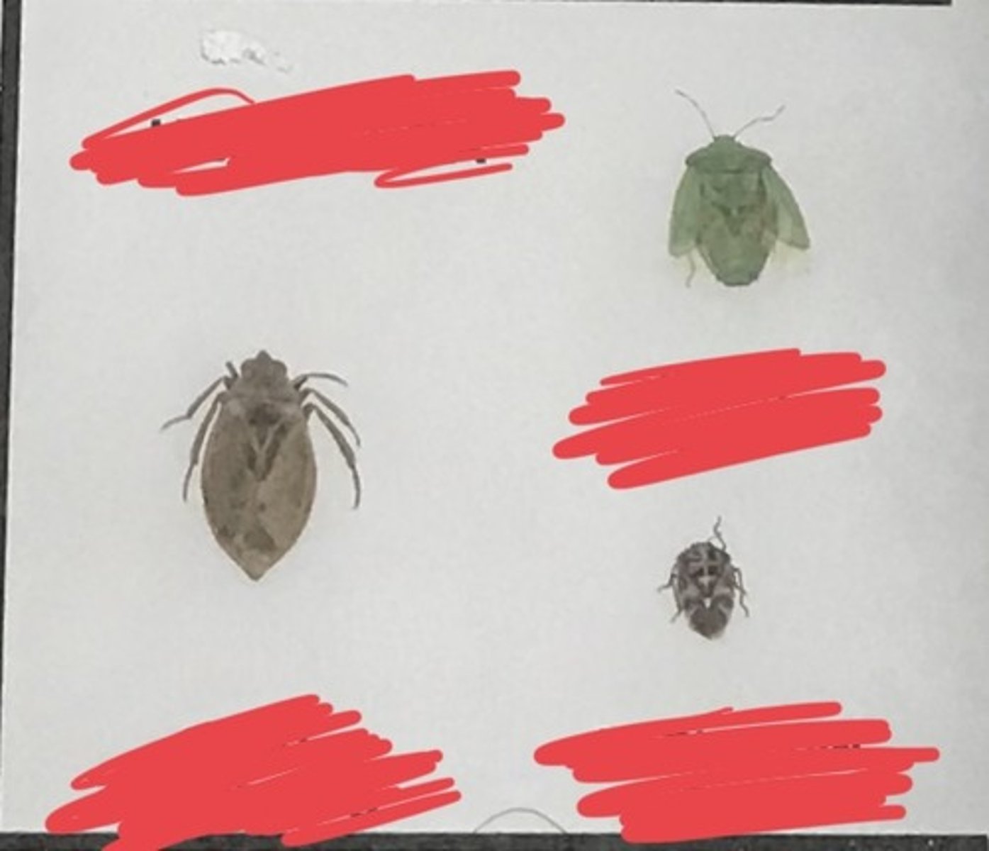 <p>For the following specimen(s), give the entire taxonomy and the name of the specimen(s)</p>