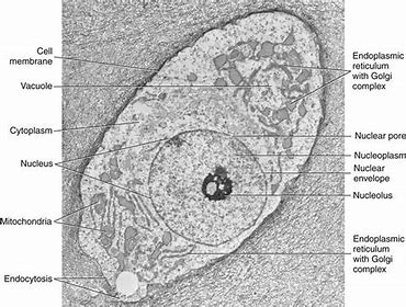 Organelle