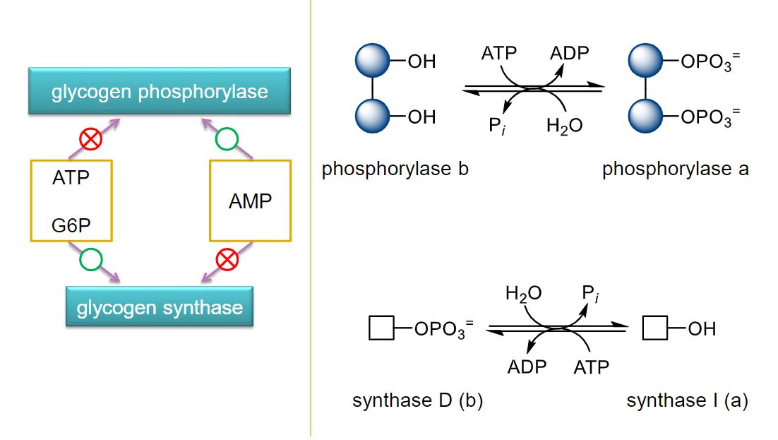 <ul><li><p>phosphorylation changes the conformation of the enzymes such that one is preffered over the other</p></li><li><p>phosphorylase b is inactive when unphosphorylated</p></li><li><p>because active form: phorphorylase a when it is phosphorylated</p></li><li><p>synthase D is inactive when phosphorylated and active synthase a when dephosphorylated </p></li><li><p>phosphorylated are done by kinase</p></li><li><p>dephosphorylations are done by phosphatase</p></li></ul>