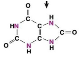 <ul><li><p>low toxicity</p></li><li><p>generates H2O</p></li><li><p>requires energy to synthesize from NH3</p></li><li><p>is a metabolic waste excreted as a paste by birds, reptiles, insects, and snails</p></li></ul><p></p>