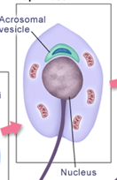 <p>What stage of spermiogenesis is shown in this image?</p>