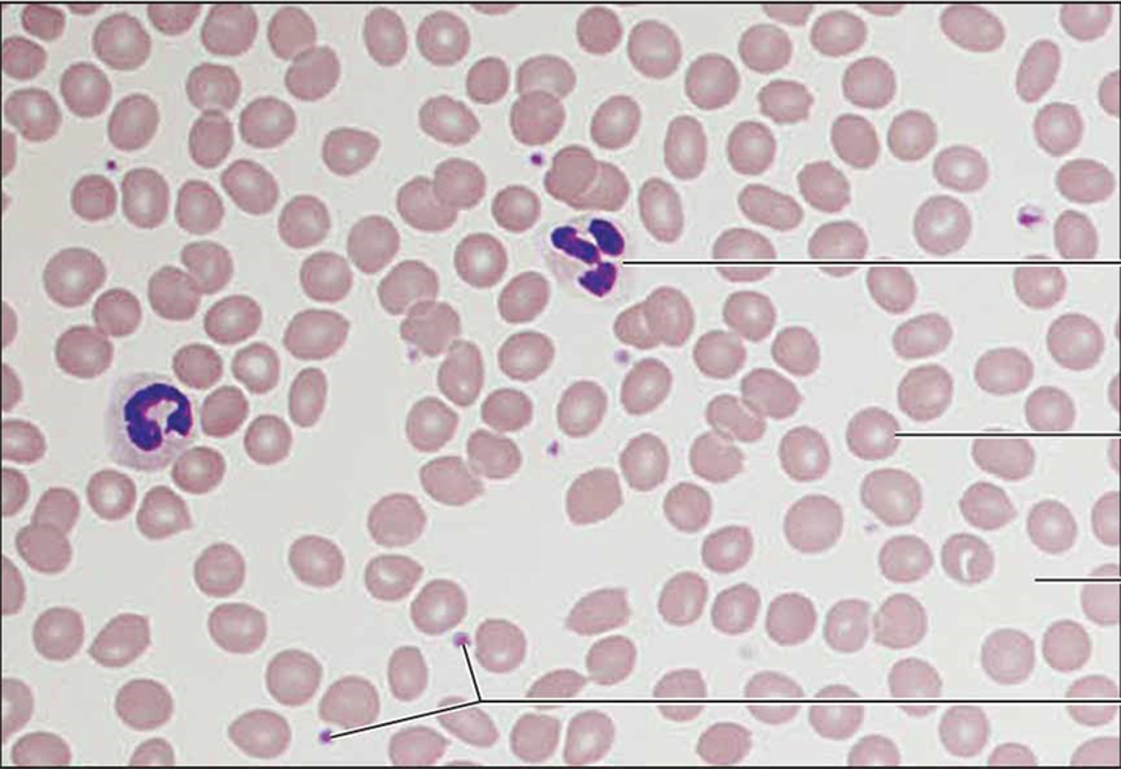 <p>blood connective tissue</p>