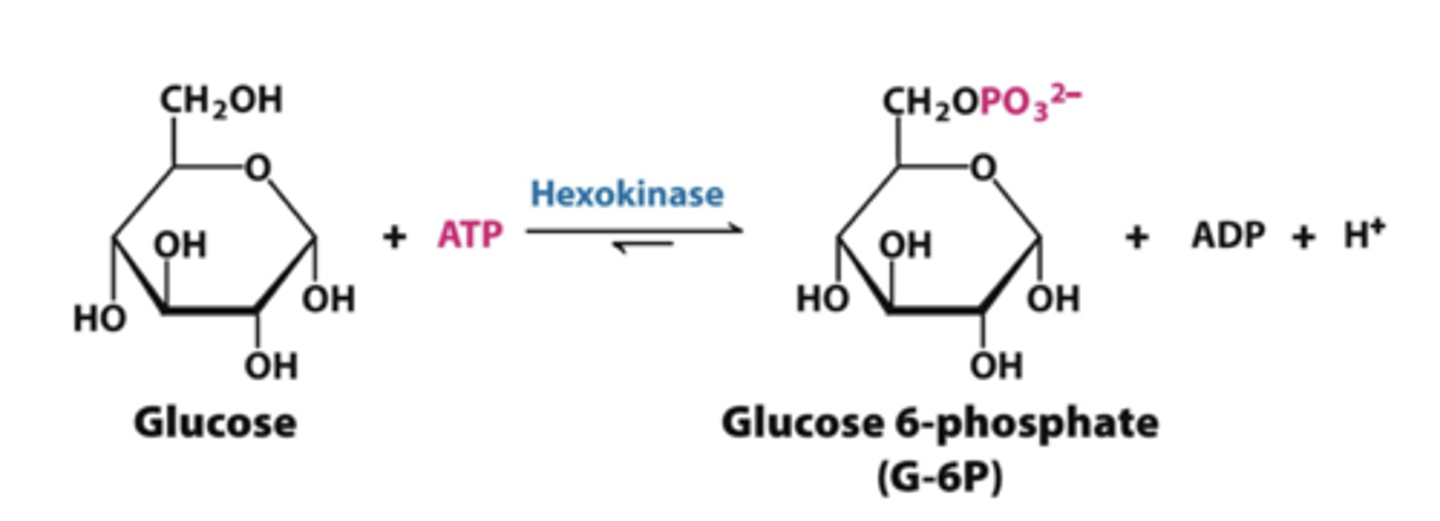 <p>hexokinase or glucokinase</p><p>-glucose to glucose 6 phosphate</p><p>*have to put in ATP</p><p>REGULATED</p>