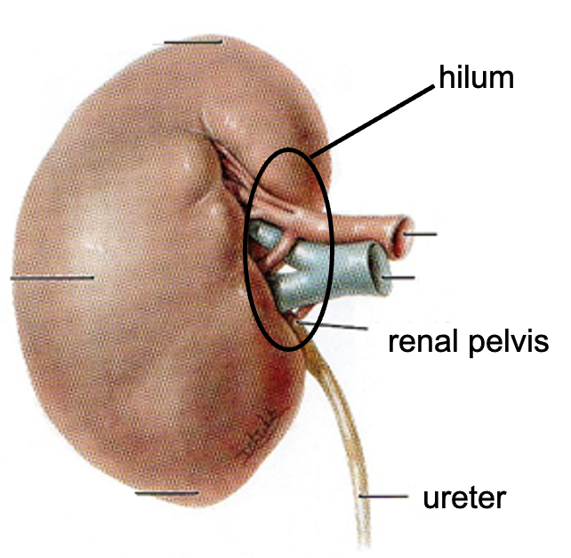 <p>indented ovoid (bean) shaped</p><p>hilium = structures enter + leave kidney - renal artery, renal vein, ureter</p>