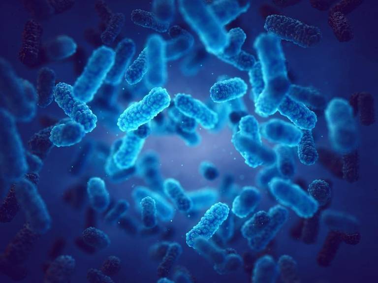 <p><span><strong>bacteria</strong></span></p>