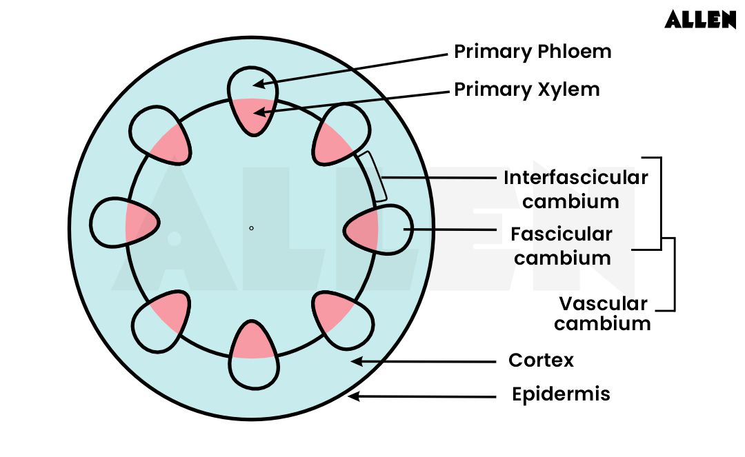 <p>Lateral Meristem</p>