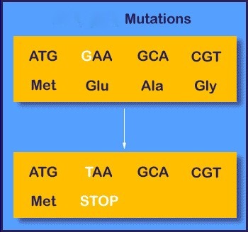<p>A mutation that changes an amino acid codon to one of the three stop codons, resulting in a shorter and usually nonfunctional protein. -usually negative outcome</p>