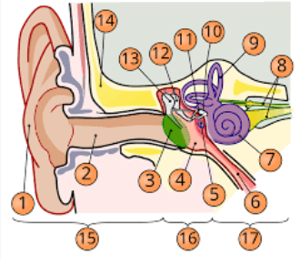 <p>incus</p>