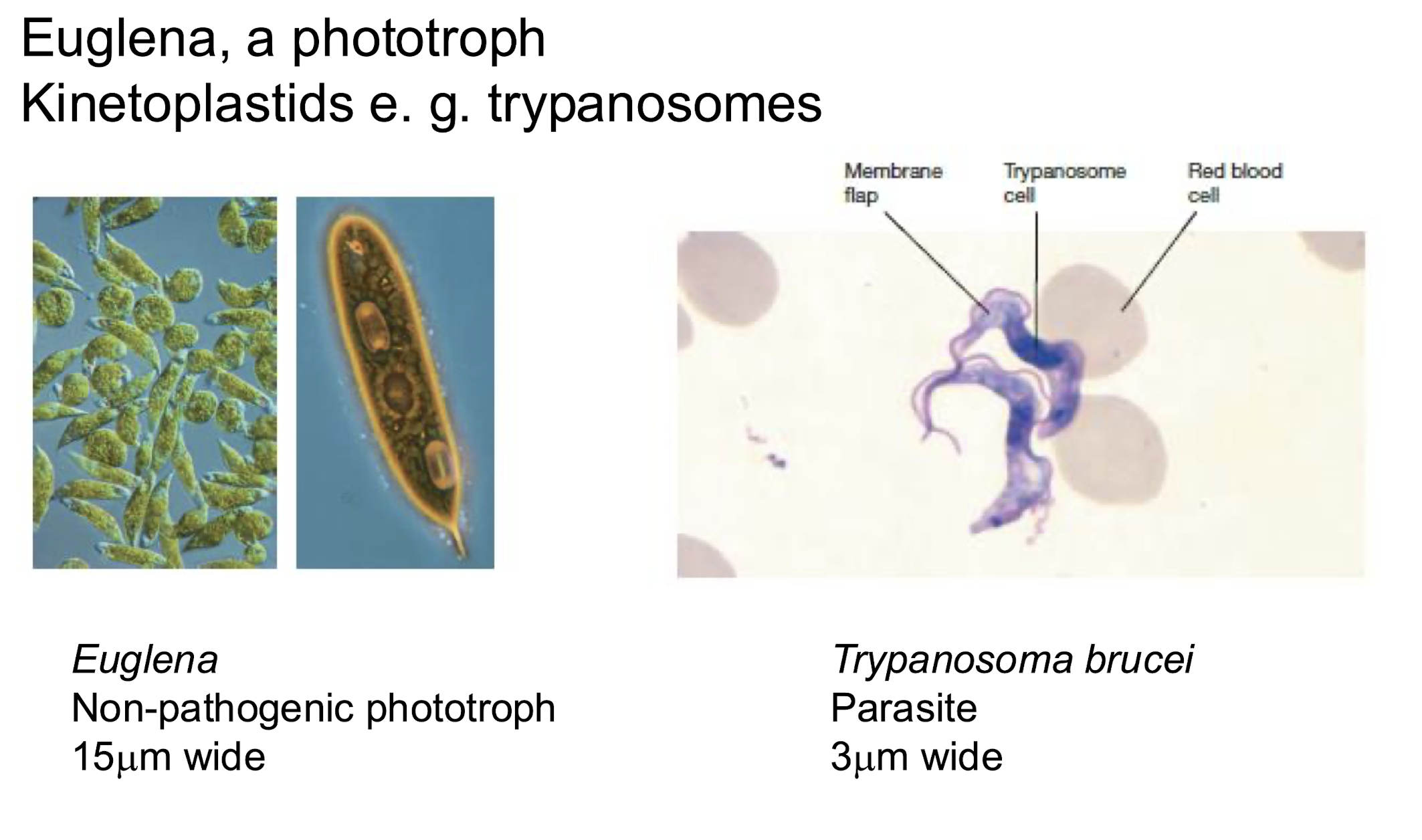 <p><strong>Euglenids</strong>:</p><ul><li><p><strong>Motile; can be photosynthetic or organotrophic </strong></p></li><li><p><strong>Phagocytose bacteria</strong></p></li></ul><p></p>