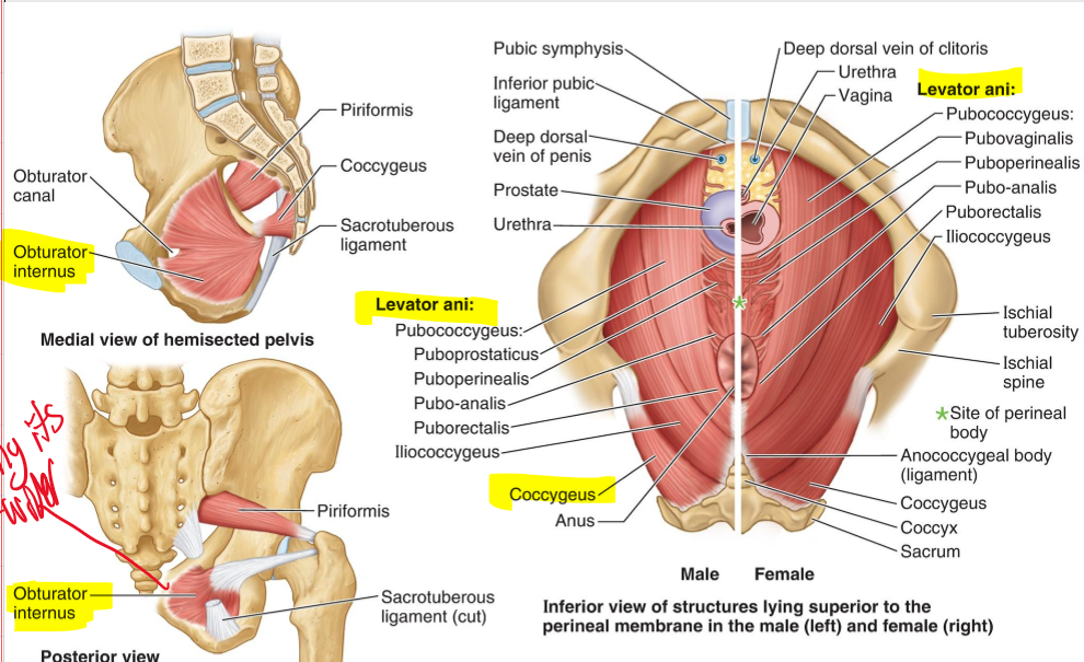 <p>From the pubis to the coccyx.</p>