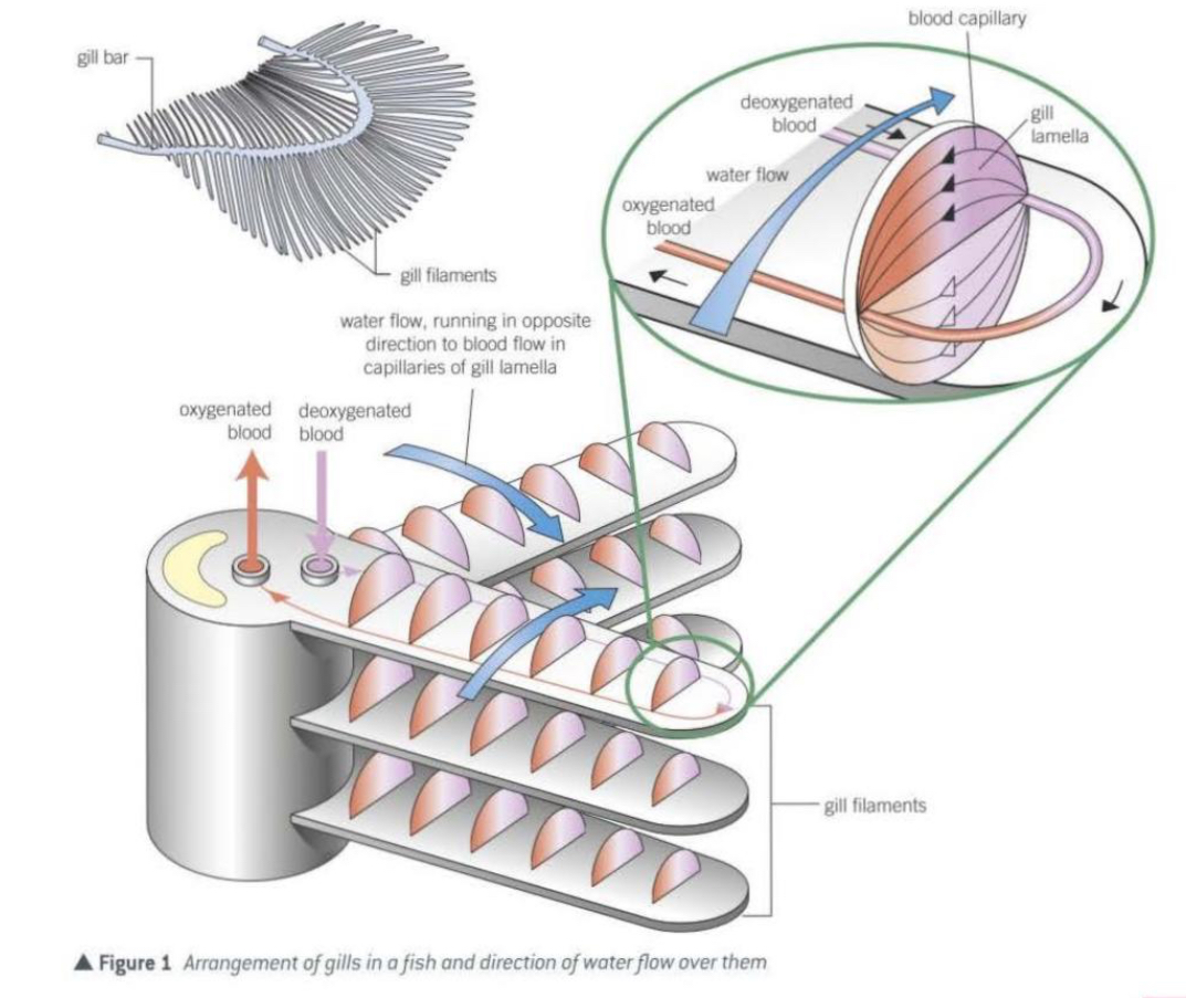 <ul><li><p>Water enters the fish’s mouth and flows over the gills.</p></li><li><p>Oxygen in water diffuses from high concentration in water → low concentration in blood across lamellae walls.</p></li><li><p>Carbon dioxide in blood diffuses from high concentration → low concentration in water.</p></li><li><p>Blood and water flow in opposite directions (countercurrent flow) to maintain a steep concentration gradient along the entire gill surface.</p></li><li><p>Rich blood supply in lamellae ensures oxygen is constantly carried away and carbon dioxide is removed efficiently.</p></li></ul><p></p>