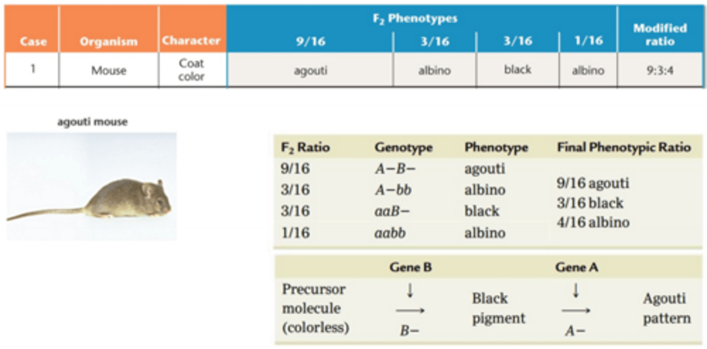 <p>Gen-interaktioner</p><p>Epistasi er når effekten af et gen afhænger af tilstedeværelsen af ét eller flere ”modifier genes”</p><p>Eks: modificeret dihybrid udspaltning, pelsfarven på mus er en kombination af fænotypeklasser </p><p>Fænotypeudfald 9:3:4 afviger fra det forventede udfald 9:3:3:1 ved dihybrid/to-gen krydsning</p>