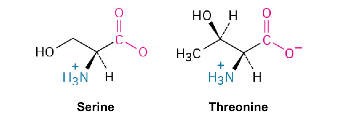 <p>These <span>both contain hydroxyl groups, which are often involved in phosphorylation.</span></p>