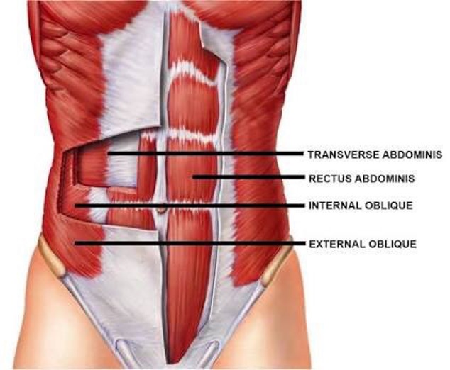 <p>origin: thoracolumbar fascia, iliac crest, and connective tissue deep to inguinal ligament </p><p>insertion: ribs 10-12, linea alba</p><p>innervation: T6-T12, L1</p><p>action: compress/support abdominal viscera</p><p><strong><mark data-color="red">flex and rotate trunk</mark></strong></p>