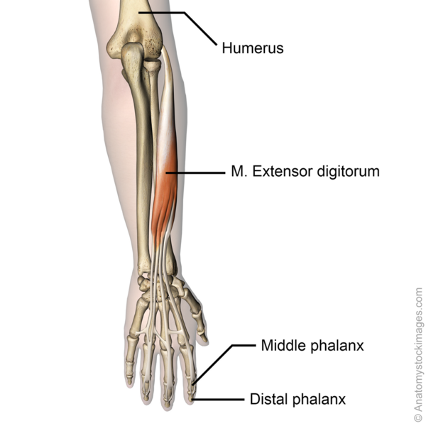 <p>Location:</p><ul><li><p><strong>posterior compartment of the forearm</strong></p></li><li><p>within the superficial layer of muscles</p></li></ul><p></p><p>Function:</p><ul><li><p><strong>extends the phalanges, then the wrist, and finally the elbow</strong>.</p></li><li><p>extend the four medial fingers</p></li></ul><p></p>
