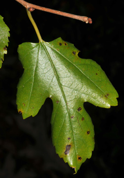 <p>Scientific Name</p>