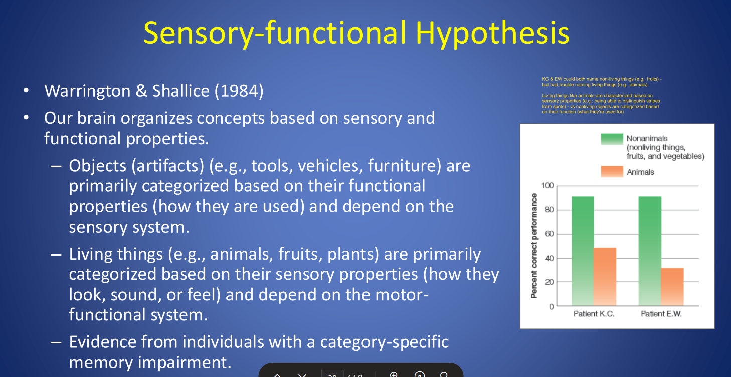 <p>Our ability to differentiate living things &amp; artifacts, depends on 1 memory system that disinguishes sensory attributes (e.g.: tiger has stripes) from functions (e.g.: hammer is used to hit nails)</p><p></p><p><strong>SF hypothesis was unable to explain…</strong></p><ul><li><p>why some ppl are able to better identify animals than artifacts</p></li><li><p>why some ppl are able to identify some artifacts, but not others.</p></li></ul><p></p>