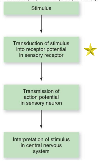 Sensory transduction: Process by which a physical or chemical stimulus is converted into an electrical signal - which the nervous system can understand
