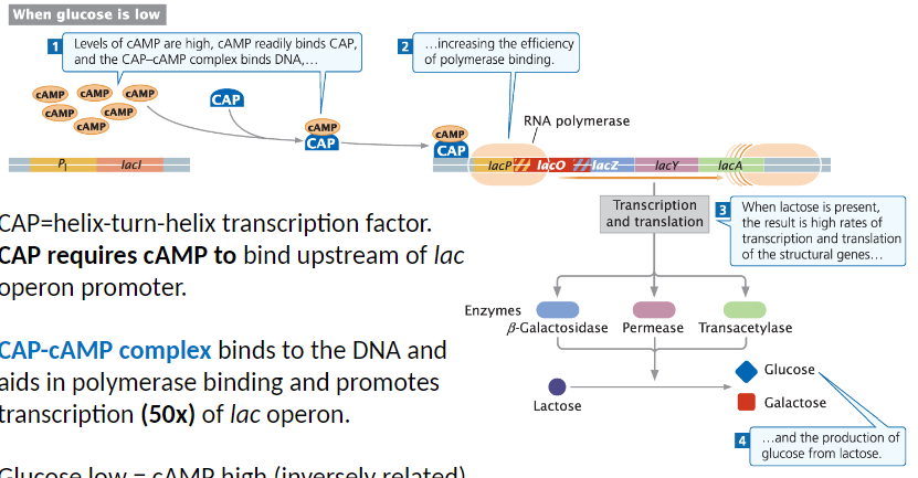 <p><strong>CAP Function</strong><br>āCAP is a helix-turn-helix transcription factor<br>āRequires cAMP to bind upstream of the lac operon promoter</p><p><strong>CAP-cAMP Complex</strong><br>āCAP-cAMP binds DNA and aids RNA polymerase binding<br>āPromotes transcription of the lac operon up to 50x</p><p><strong>Glucose and cAMP Relationship</strong><br>āGlucose low ā cAMP high<br>āCAP-cAMP exerts positive control on more than 20 operons in E. coli</p><p><strong>Effect on Lac Operon</strong><br>āWhen glucose is low and lactose is present, CAP-cAMP binds DNA<br>āIncreases RNA polymerase efficiency<br>āResults in high rates of transcription and translation of structural genes<br>āLeads to production of glucose from lactose</p>