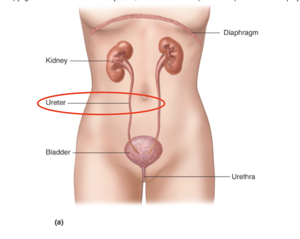 <p>C. Transport urine from the kidneys to the bladder</p><ul><li><p>Ureters are <strong>tubes</strong> that carry urine from each <strong>kidney</strong> to the <strong>bladder</strong></p></li></ul><p></p>