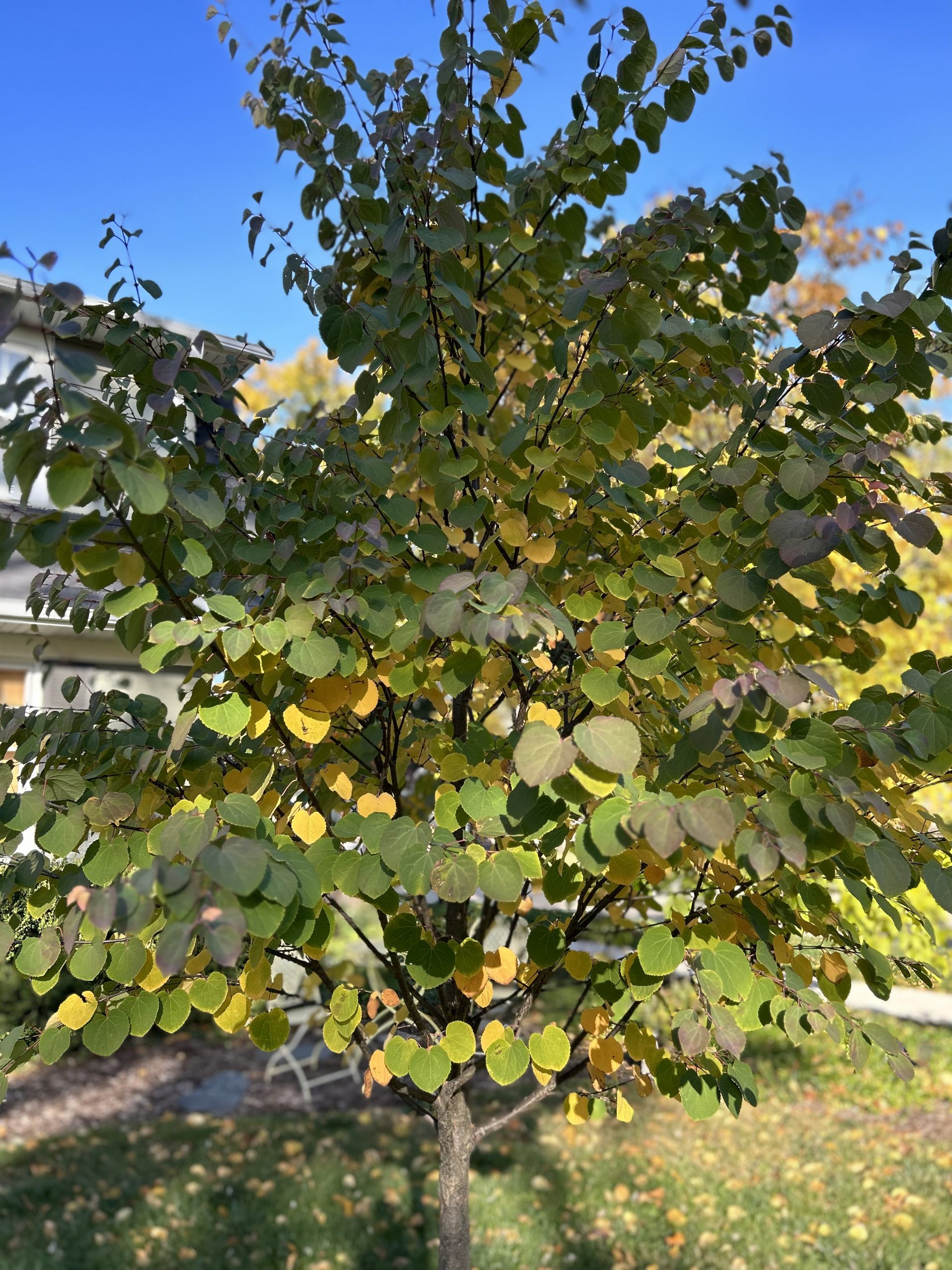 <p><em>Cercidiphyllum japonicum</em></p>