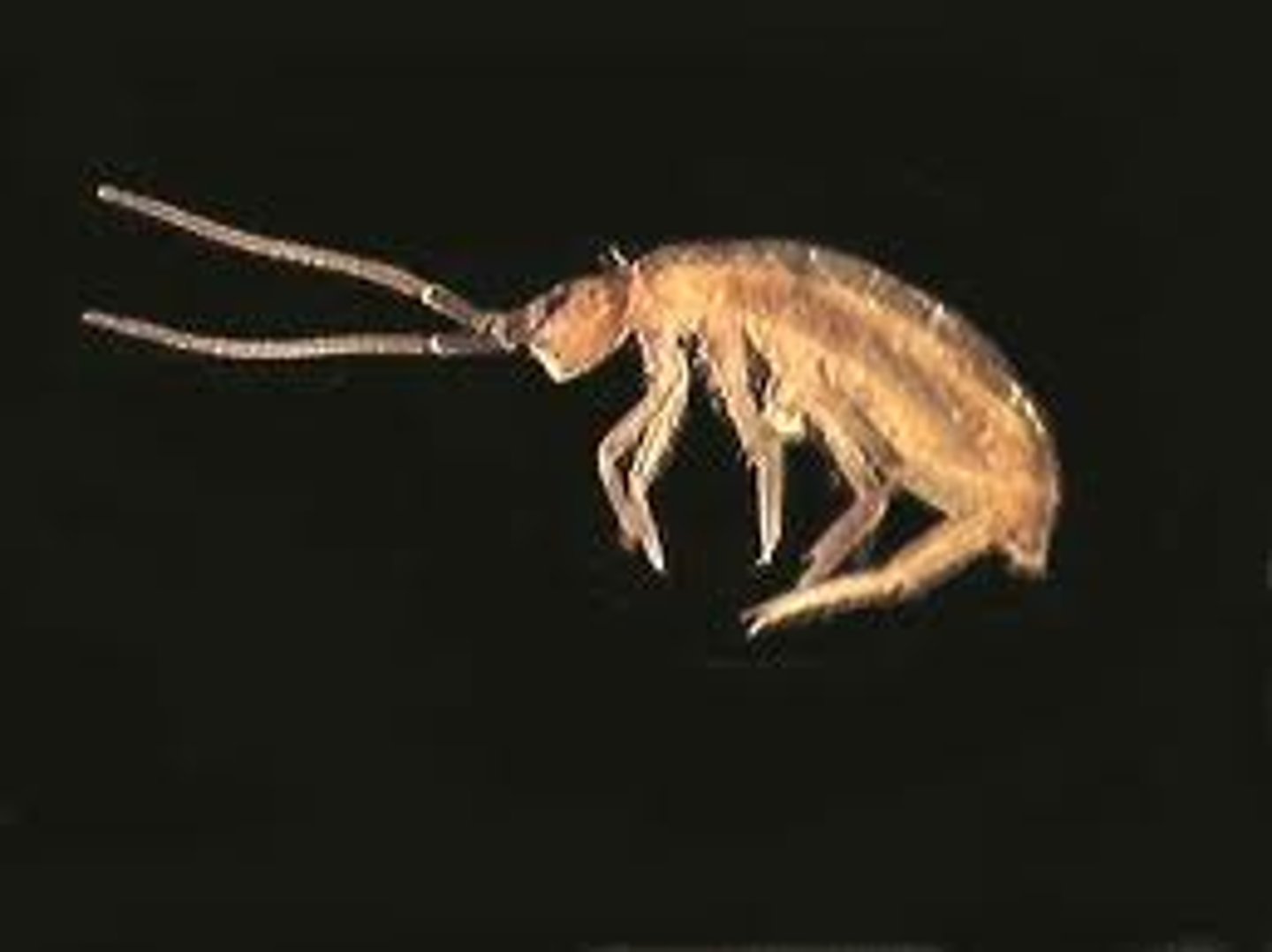 <p>Springtails, snowfleas</p>