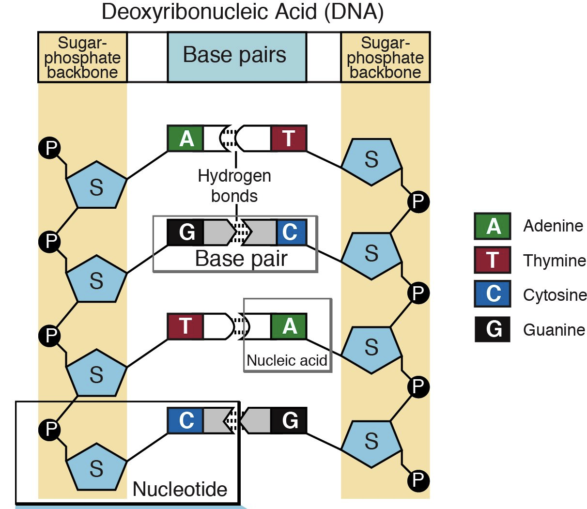 <p>The nucleotides are the backbone of DNA and RNA. Responsible for the base pairing that holds the double helix of both DNA and RNA together. </p>