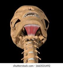 <p><span><br>origin mandible, insertion hyoid bone, action elevates hyoid &amp; floor of mou</span></p>