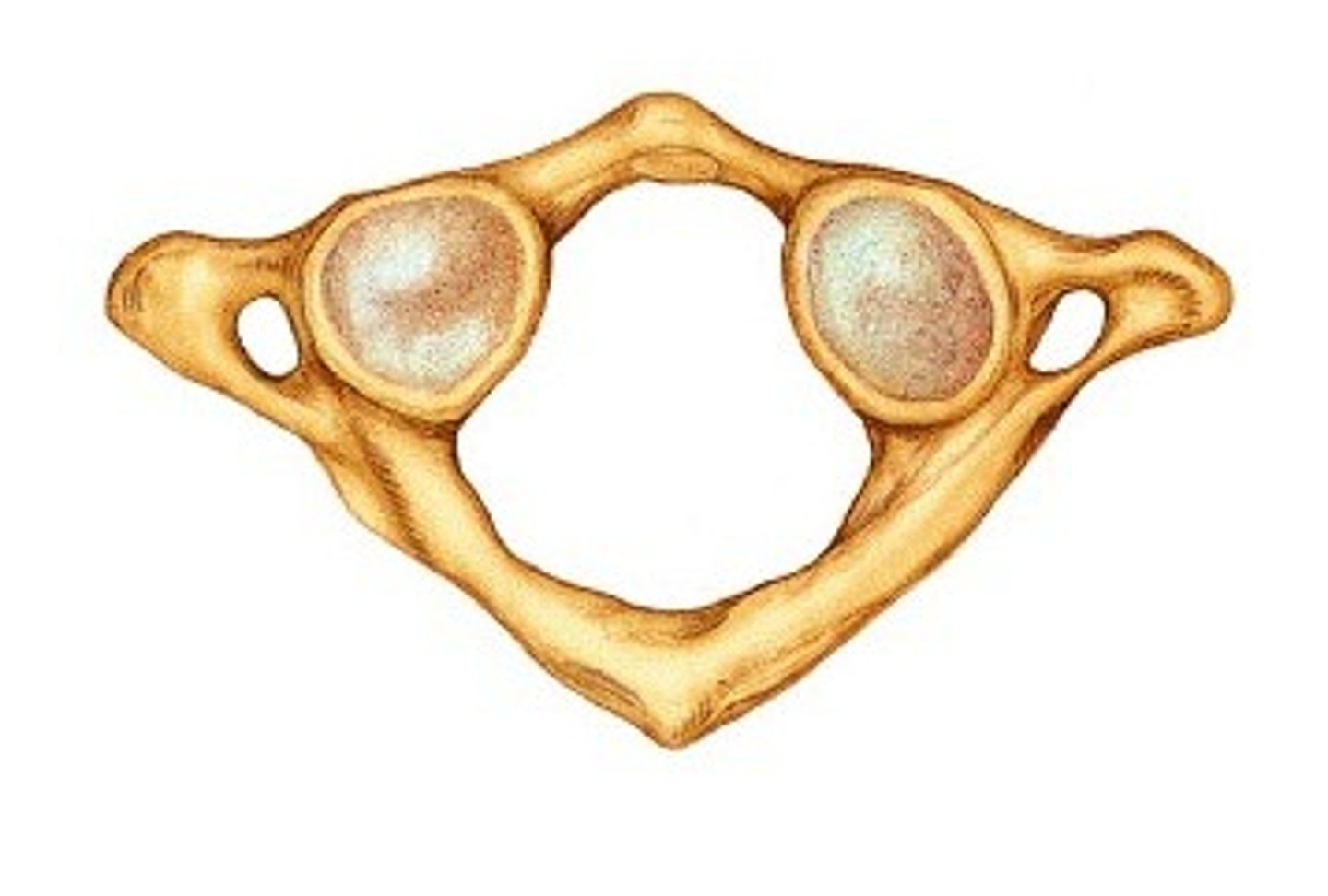 <p>C1 - First cervical vertebrae. Carries the skull.</p>