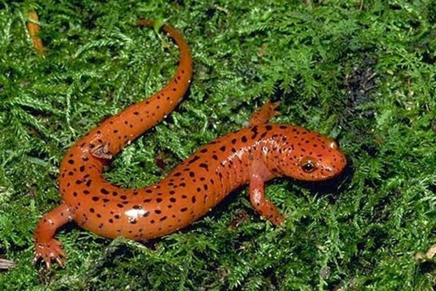 <p>Salamanders</p><p>- Mostly northern hemisphere (cooler habitats)</p><p>- 10 recognized families, 68 genera, ~800 species</p><p>- Smooth skin and long cylindrical bodies</p><p>- Short limbs, some no hind limbs</p><p>- Costal grooves</p><p>- Five toes on hind limbs, four toes on front limb</p><p>- Some aquatic, terrestrial, fossorial, or even arboreal</p><p>- Nocturnal/crepuscular</p><p>- Fossorial and secretive</p><p>- Mostly internal fertilization (except two families)</p><p>- Carnivorous</p>