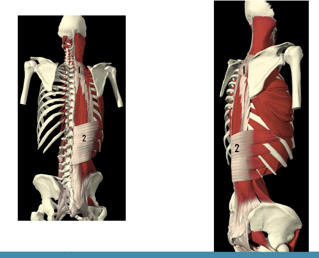 <p><span>M. serratus posterior inferior</span></p>