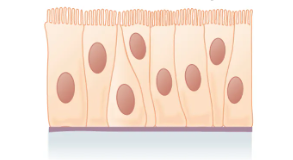 <p>What is the layer and shape of this epithelium?&nbsp;</p>