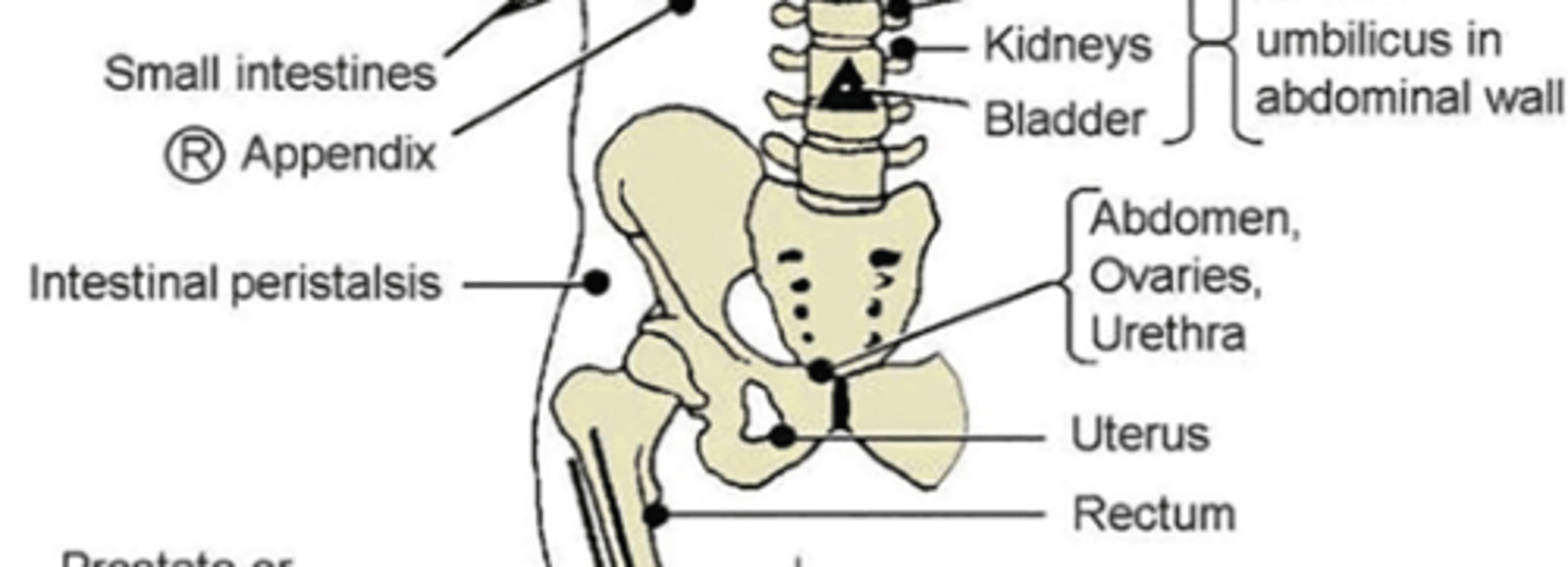 <p>anterior: superior pubic ramus, 2 cm lateral to symphysis</p><p>posterior: T9-T11 (ipsilateral)</p>