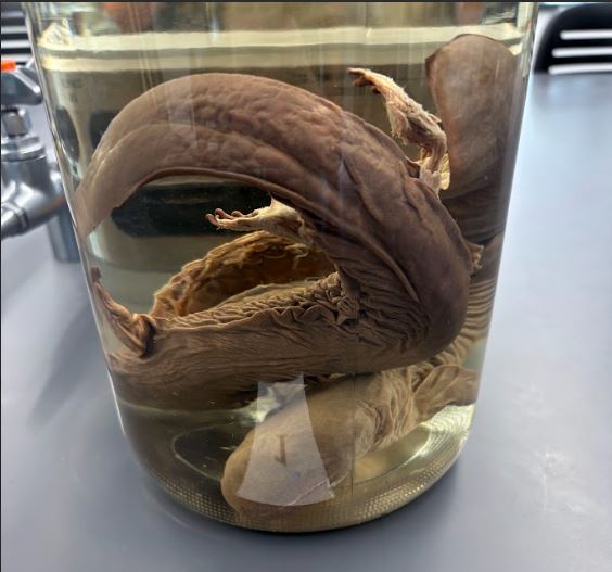 <p>Cryptobrachus alleganiensis. Cryptobranchidae.</p>