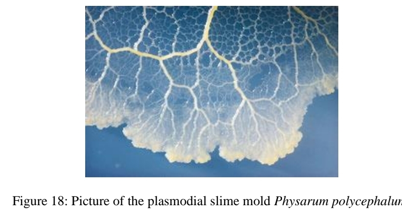 <p>Plasmodial Slime molds</p>