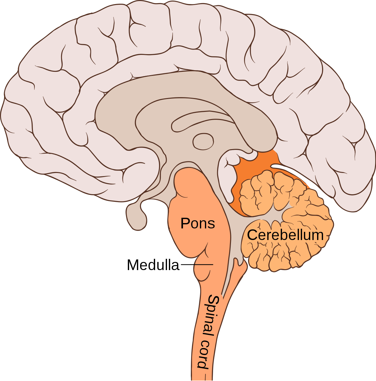 <p>the first large swelling at the top of the spinal cord, forming the lowest part of the brain, which is responsible for life-sustaining functions such as breathing, swallowing, and heart rate. </p>