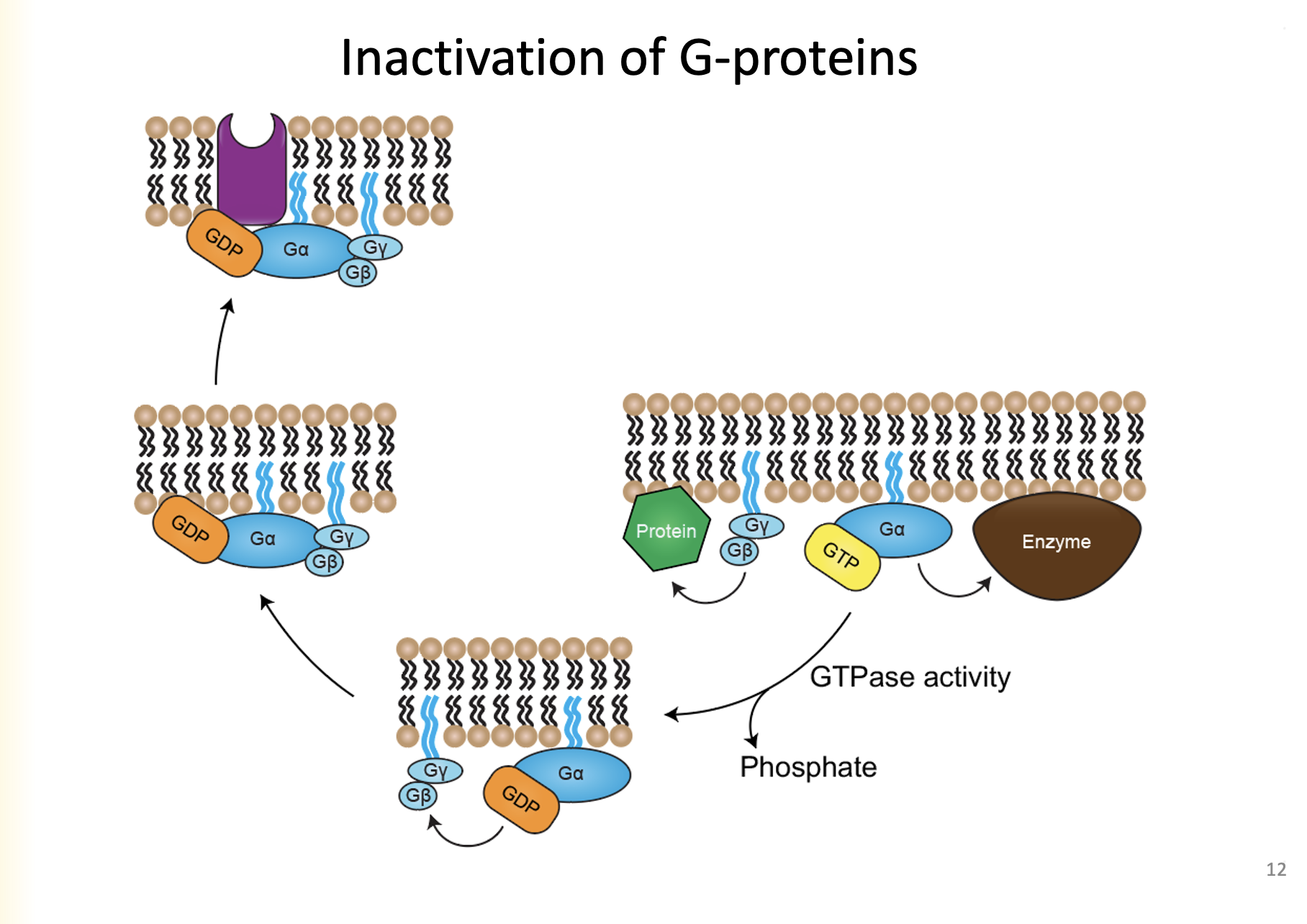 
1. Ga hydrolyzes GTP into GDP, phosphate group is removed
2. Ga binds to GyGb as Ga has a high affinity
3. Re-association with receptor