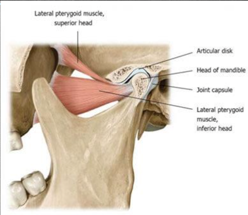 <p><span style="color: #000000"><span data-name="black_small_square" data-type="emoji">▪</span></span><span style="color: #000000"> Fibrocartilaginous disc dividing joint cavity in <strong>upper and lower compartments</strong></span></p><p><span style="color: #000000"><span data-name="black_small_square" data-type="emoji">▪</span></span><span style="color: #000000"> <strong>Sagittal section: </strong>a thin intermediate zone with thickened anterior and posterior bands</span></p><p><span style="color: #000000"><span data-name="black_small_square" data-type="emoji">▪</span></span><span style="color: #000000"> <strong>Posteriorly</strong>: attached to a region of loose vascular nervous tissue</span></p>