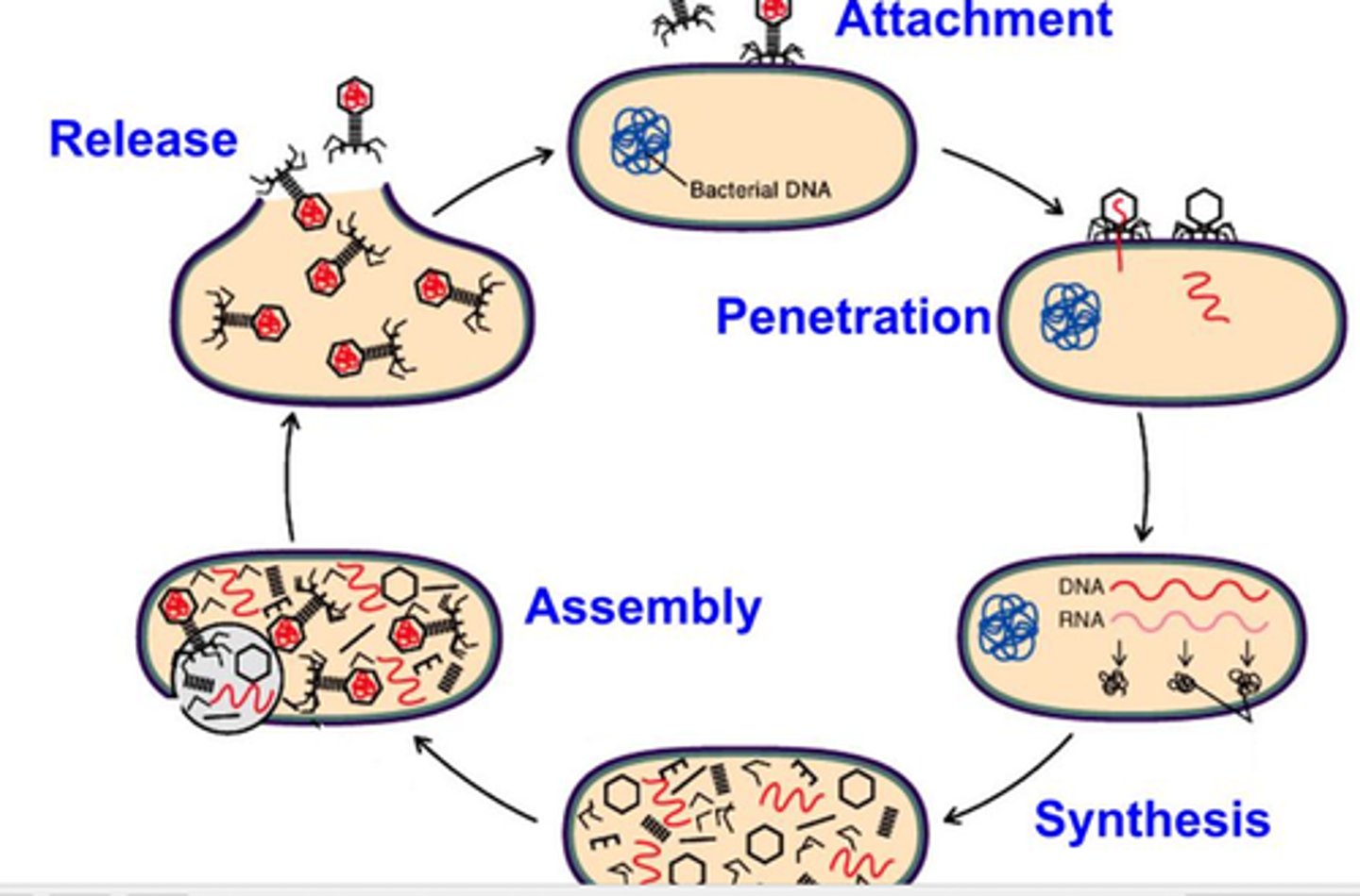 <p><span>Attachment: Virus binds. </span></p><p><span>Penetration: Virus enters. </span></p><p><span>Uncoating: Contents released. </span></p><p><span>Biosynthesis: RNA replication. </span></p><p><span>Assembly: New viruses made. </span></p><p><span>Release: Viruses exit to infect.</span></p>