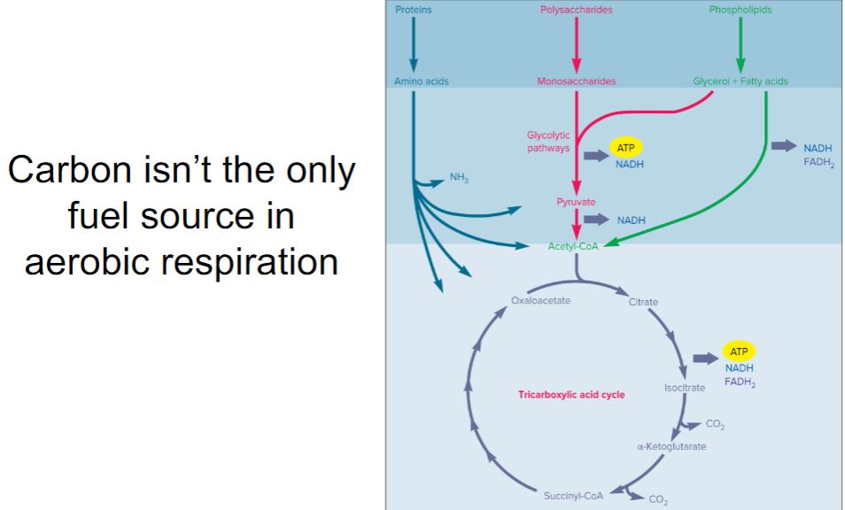 <p>Carbon is not the only fuel source</p>