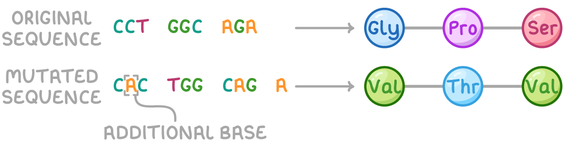 <p>one or more nucleotides inserted into a DNA base sequence</p>