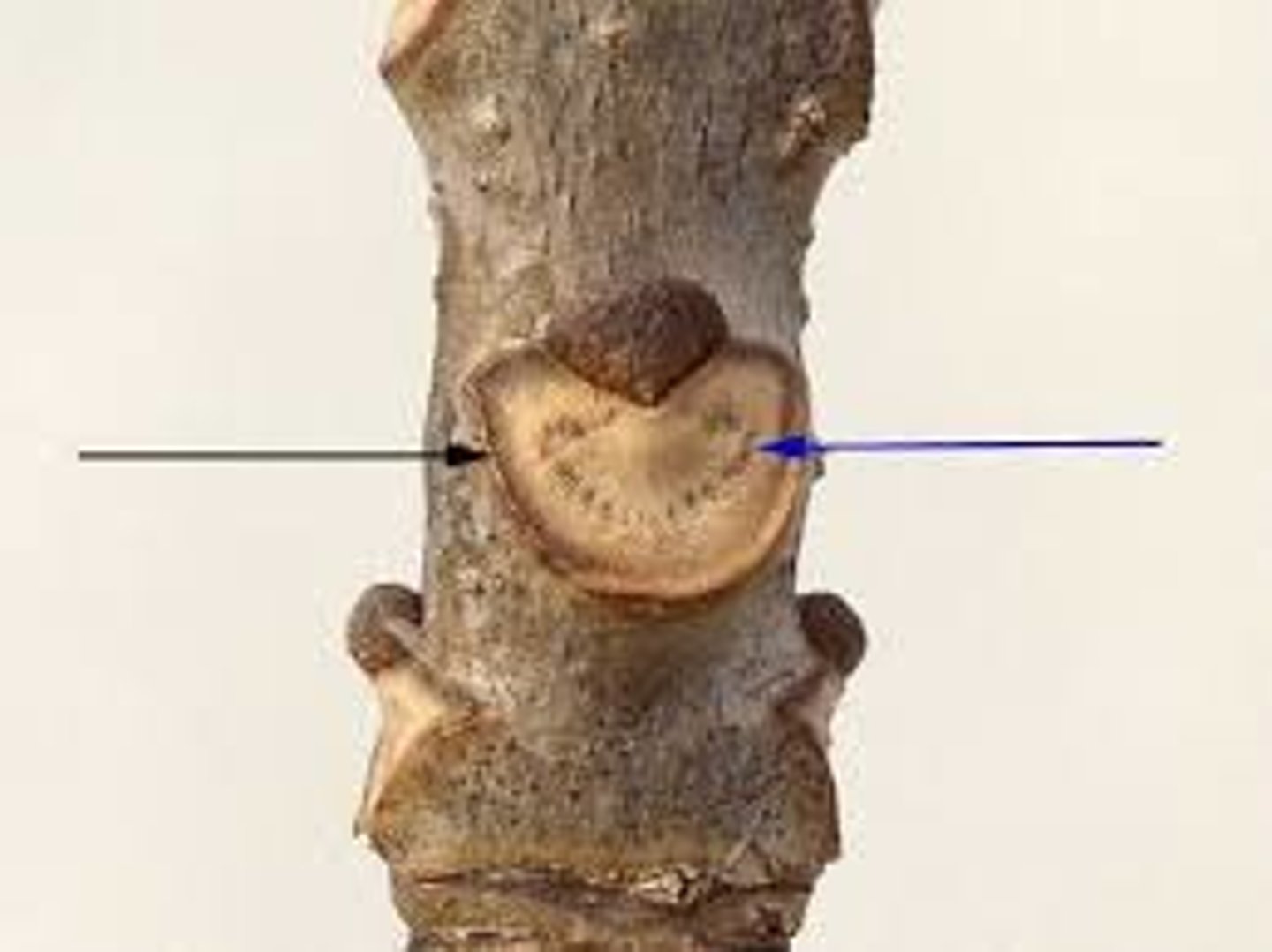 <p>Show where leaves were attached</p>