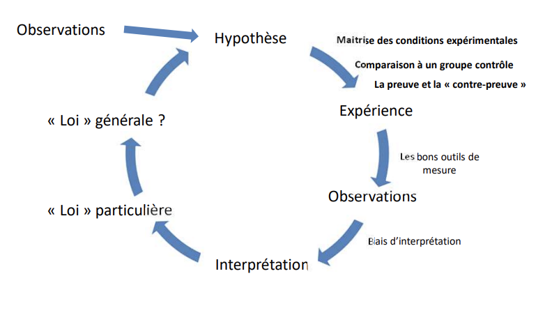 <ol><li><p><strong>Observer attentivement</strong> : noter les faits de manière rigoureuse, sans interprétation hâtive.</p></li><li><p><strong>Formuler une hypothèse</strong> : proposer une explication basée sur les observations.</p></li><li><p><strong>Concevoir un protocole expérimental</strong> :</p><ul><li><p>Contrôler les conditions expérimentales.</p></li><li><p>Inclure un groupe contrôle.</p></li><li><p>Tester preuve et anti-preuve (ex. rôle du pancréas dans l’assimilation des lipides).</p></li></ul></li><li><p><strong>Refaire des observations</strong> avec des outils fiables.</p></li><li><p><strong>Interpréter objectivement</strong> les résultats, sans biais.</p></li><li><p><strong>Énoncer une loi particulière et la généraliser</strong> (ex. fonction du pancréas chez le chien puis chez les mammifères).</p></li><li><p><strong>Émettre une nouvelle hypothèse</strong> pour explorer les limites de la loi et relancer le cycle de recherche.</p></li></ol><p></p>