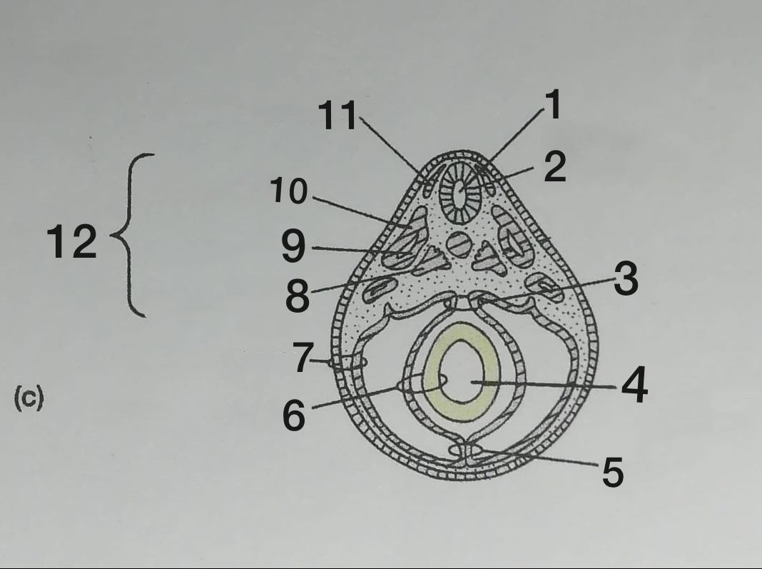 <ol><li><p>Neurocele</p></li><li><p>Tubo neural</p></li><li><p>Mesenterio dorsal</p></li><li><p>Luz del tubo digestivo</p></li><li><p>Mesenterio ventral</p></li><li><p>Esplacnopleura</p></li><li><p>Somatopleura</p></li><li><p>Esclerotomo</p></li><li><p>Miotomo</p></li><li><p>Dermatomo 11.Cresta neural</p></li><li><p>Somito</p></li></ol>