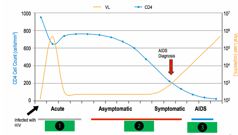<p>how long is the AIDs phase (3)</p>