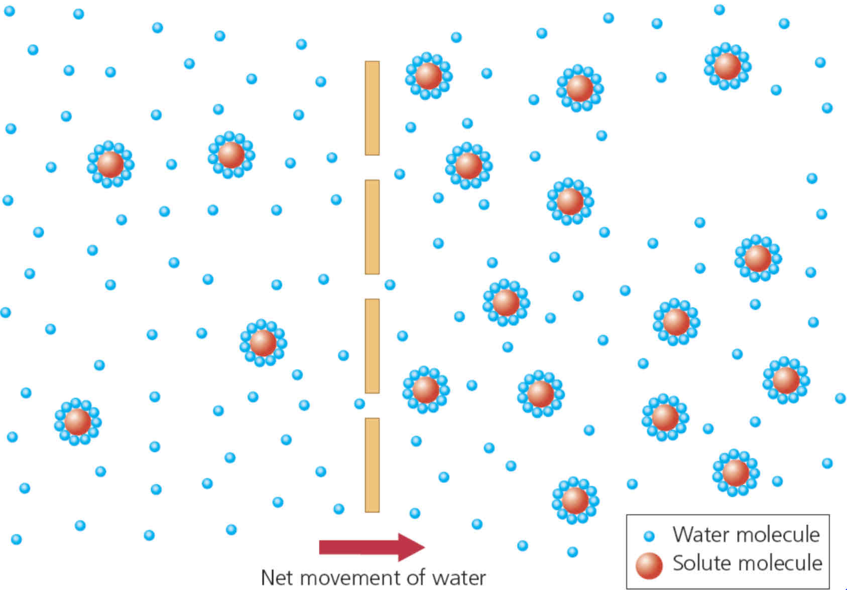 <ul><li><p>the ability of water molecules to move out of a solution (across a <mark data-color="red">membrane</mark>) by <mark data-color="red">osmosis</mark></p></li></ul><p></p><ul><li><p>water molecules are <mark data-color="red">small</mark> enough to pass through a <mark data-color="red">semi permeable membrane</mark>- in pure water all molecules have ability/<mark data-color="red">potential</mark> to cross</p></li></ul><p></p><ul><li><p>as you dissolved a <mark data-color="red">solute</mark> in water some of the water molecules are attracted to the solute molecules- these no longer have <mark data-color="red">potential</mark> to cross membrane</p></li></ul>