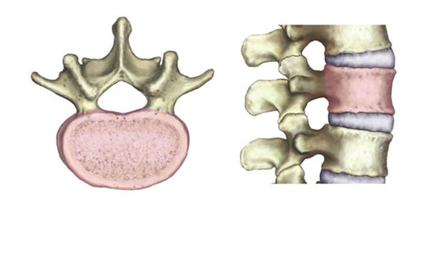 <p>The largest section of a vertebrae.</p>