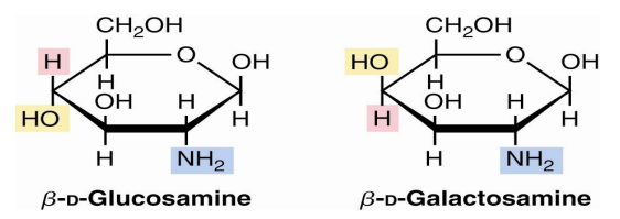 <p>&nbsp;</p><ul><li><p>Sugars with an amino group at<strong> C-2</strong> are <strong>amino sugars.</strong></p></li><li><p>They are found in many oligosaccharides and polysaccharides.</p></li></ul><p></p>