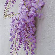 <p>What is this plant?</p>